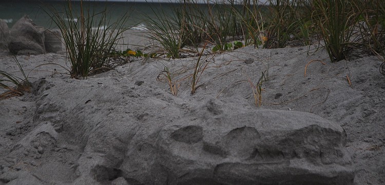 Eric Widitz sculpted a sand alligator.