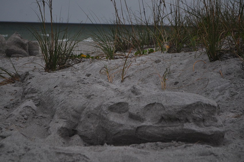 Eric Widitz sculpted a sand alligator.