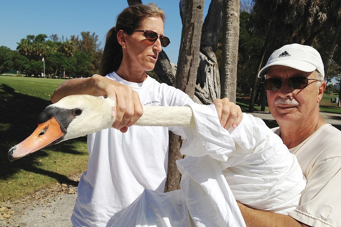 Cyndi Seamon and David Novak gently rescued Vickie in April to take her to Save Our Seabirds. Photos courtesy of Cynthia Schneider.