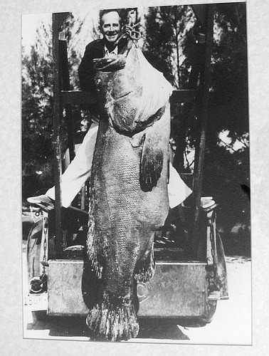 Artie Ferguson Sr. shows off a 230-pound grouper he caught in 1940, off Whitney Beach.