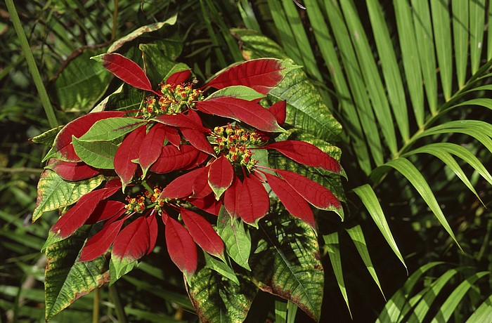 Sponsored by a grant from the Women's Exchange, this year's festival will feature a visual and performing arts selection, titled, "The Art of Plants." File photo.