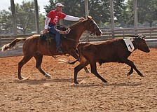 Polo players and cowboys did their best to separate cattle so they could pen three consecutively-numbered cattle from the herd.