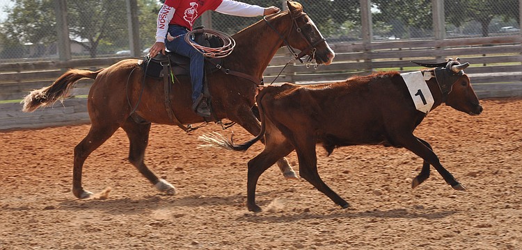 Polo players and cowboys did their best to separate cattle so they could pen three consecutively-numbered cattle from the herd.