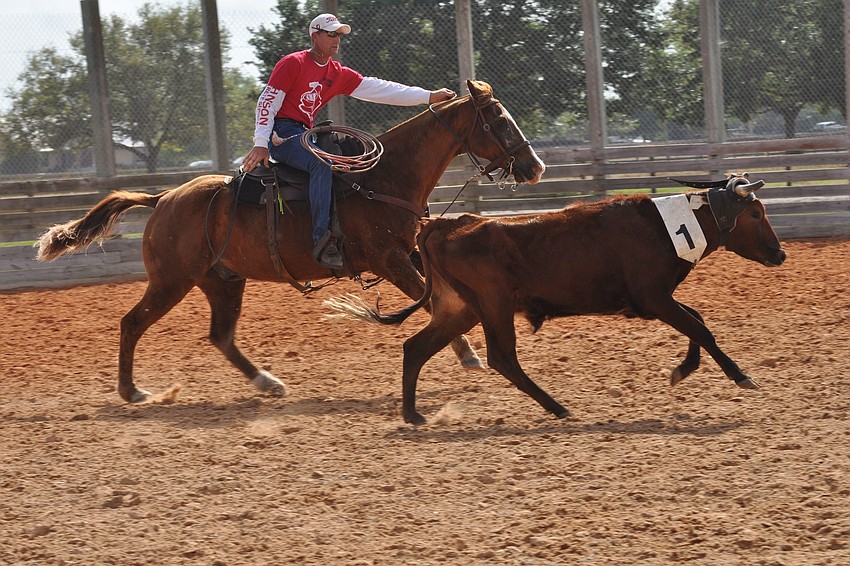Polo players and cowboys did their best to separate cattle so they could pen three consecutively-numbered cattle from the herd.