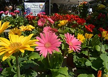 Patrick Smith sells gerbera daisies.