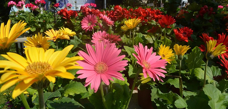 Patrick Smith sells gerbera daisies.