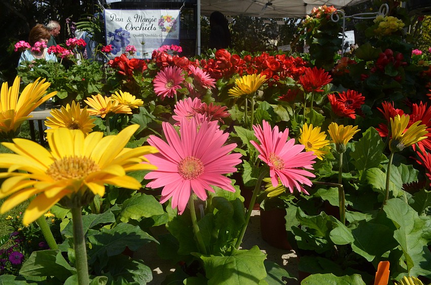 Patrick Smith sells gerbera daisies.