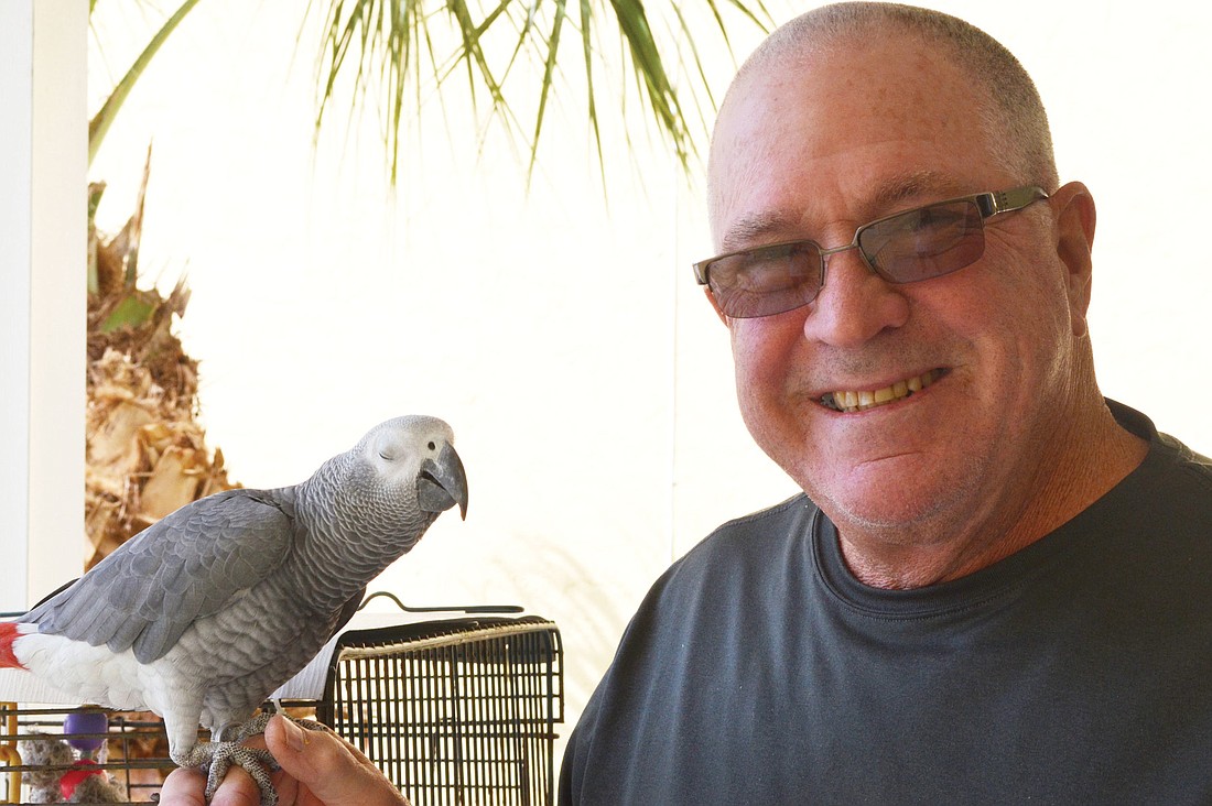 Jimmy "the fishman" Johnson lives on Siesta Key with his 23-year-old African gray parrot, Harley.