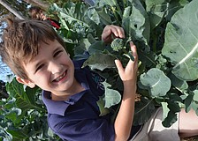 Charlie Lambert, 6, shows off the broccoli the class is growing.