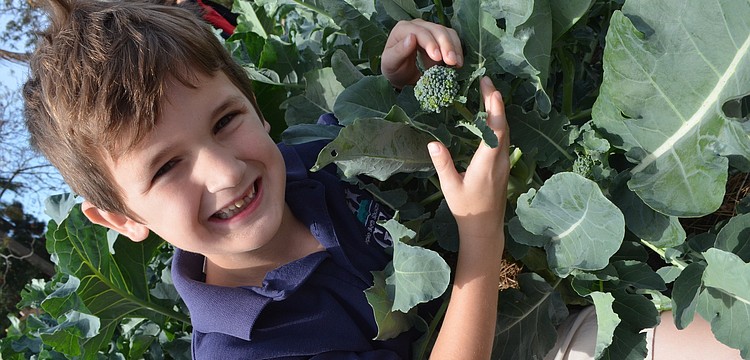 Charlie Lambert, 6, shows off the broccoli the class is growing.