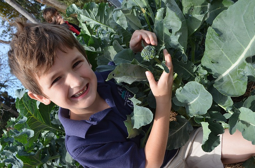 Charlie Lambert, 6, shows off the broccoli the class is growing.