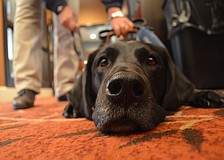 Jaime is a former breeder fro Southeastern Guide Dogs. Now she serves as a demo dog for her owner Judy Bordignon who is also a trainer.