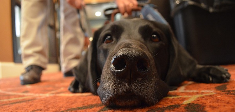 Jaime is a former breeder fro Southeastern Guide Dogs. Now she serves as a demo dog for her owner Judy Bordignon who is also a trainer.