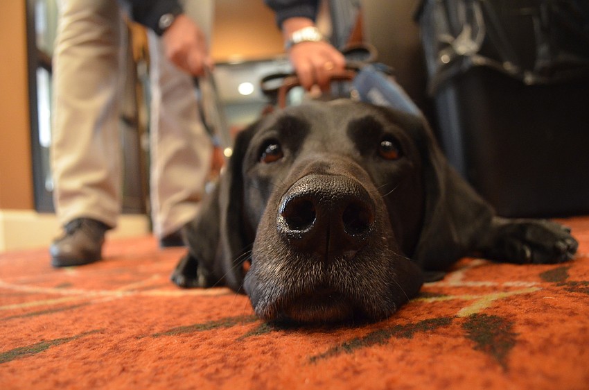 Jaime is a former breeder fro Southeastern Guide Dogs. Now she serves as a demo dog for her owner Judy Bordignon who is also a trainer.