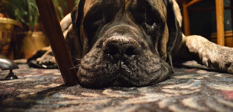 Luci is certified psychiatric service dog. She is a mastiff and weighs 197 pounds.