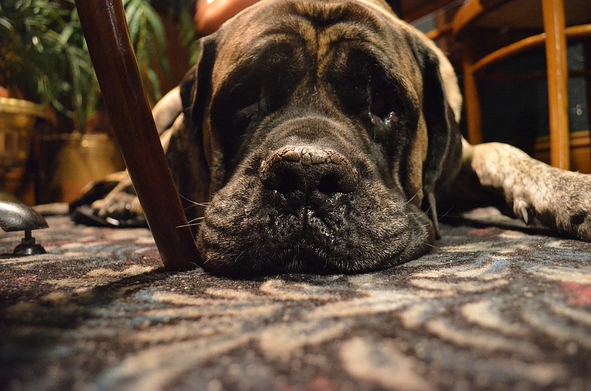 Luci is certified psychiatric service dog. She is a mastiff and weighs 197 pounds.