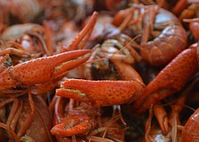 Festivalgoers munched on 2,000 pounds of Louisiana crawfish.
