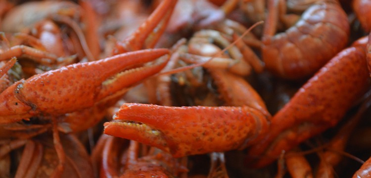 Festivalgoers munched on 2,000 pounds of Louisiana crawfish.