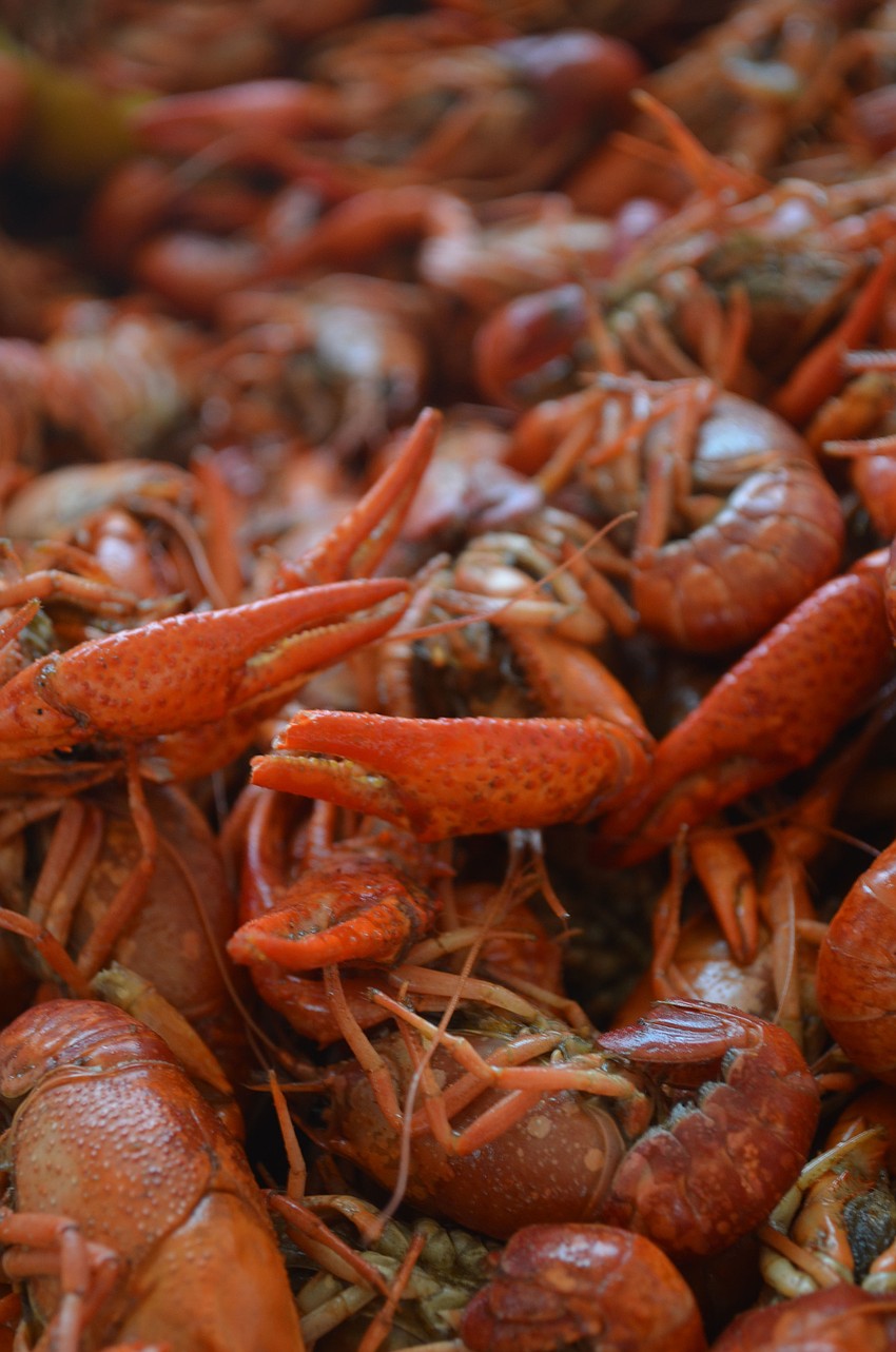 Festivalgoers munched on 2,000 pounds of Louisiana crawfish.