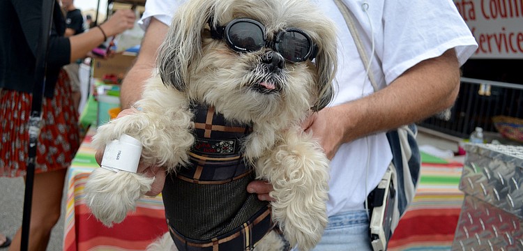 David Leventhal shows off his biker dog, Sam.