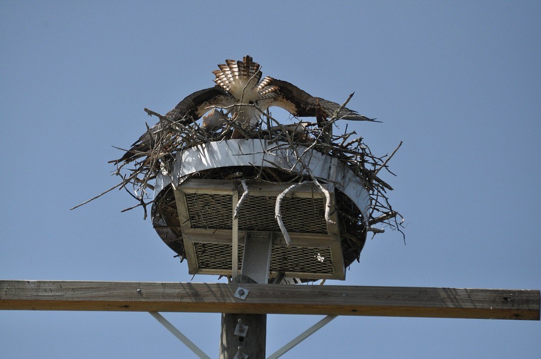 Early this week, the birds built a nest atop a telephone pole 371 feet south of Tangerine Bay, 360 Gulf of Mexico Drive.