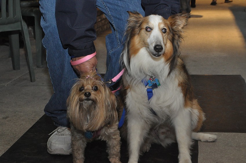 Coco and Buddy, who winter on St. Judes Street with owner Joey Bertucci, stop by Lynches on their nightly St. Armands Circle walk.