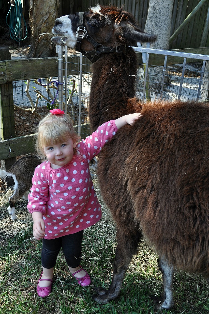 Piper Mulligan, 2, has fun petting a llama in the petting zoo.
