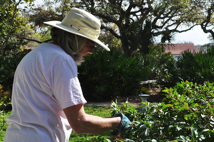 Judy Williams clips a butterfly bush.
