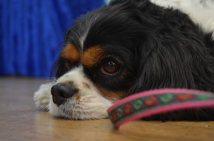 Jackie Heymanâ€™s Cavalier King Charles, Chloe, greeted visitors at her Hope Antiques stand.
