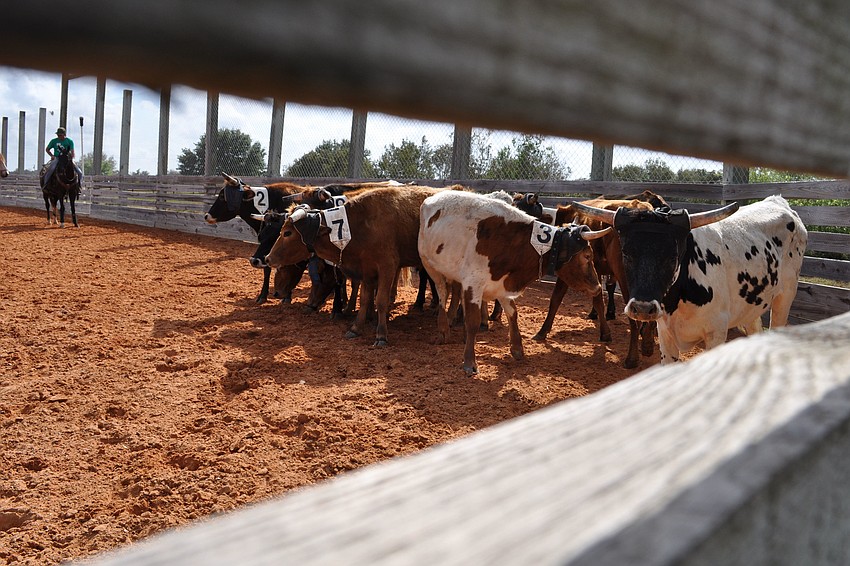 Competitors had to separate specific cattle from the herd during a cattle penning competition.