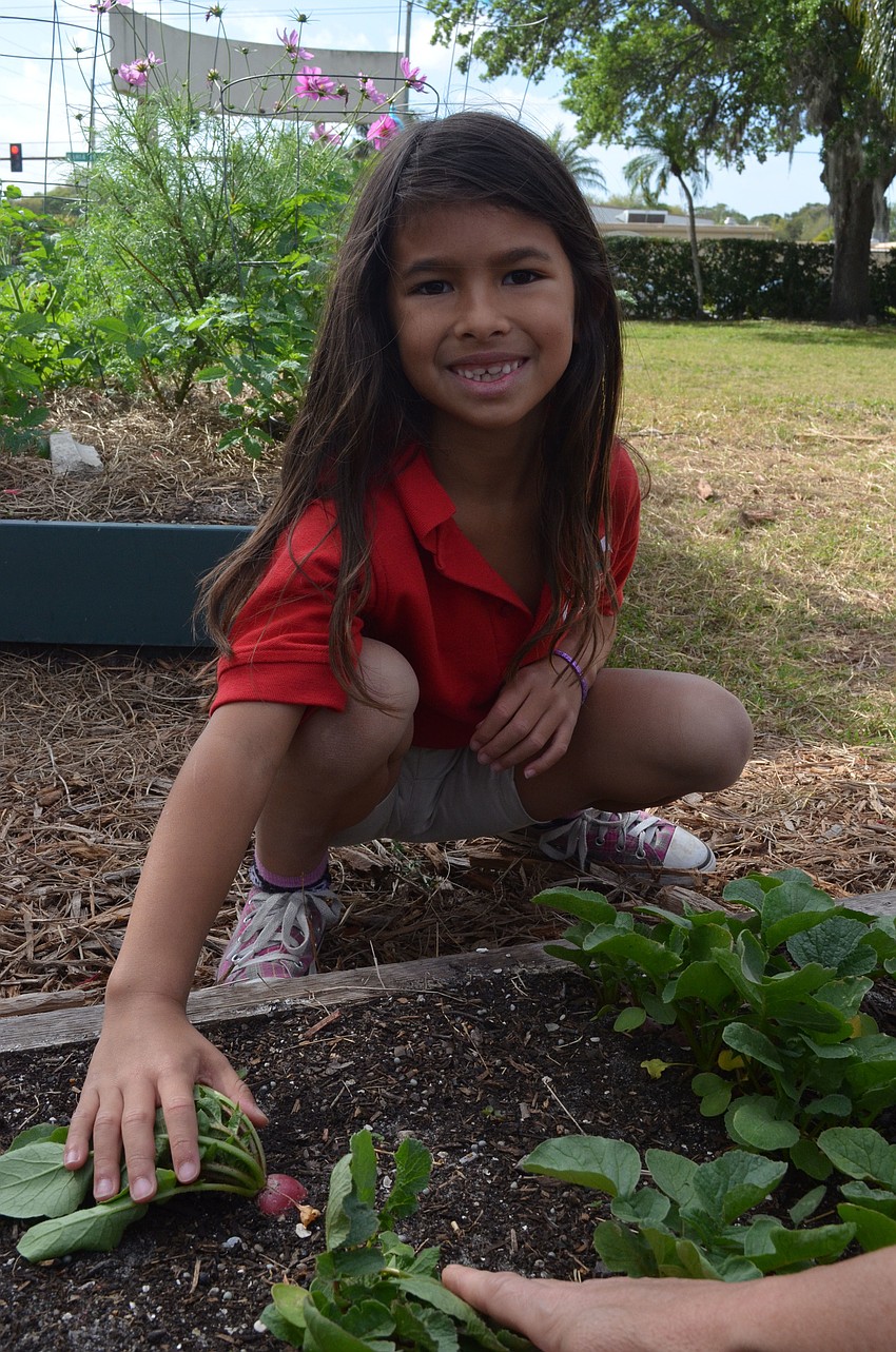 Grace Chung, 6, shows off the radishes the class has been growing.