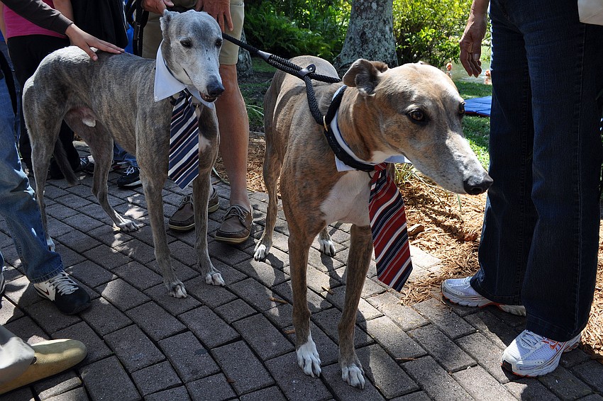 Hesiman and Alex wore their Good Friday best at the Greyhound Rescue Projectâ€™s table.