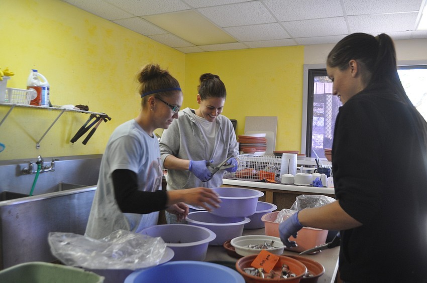 Dana Harenda, Sarah Olivero and Jamie Gamby prepare meals of thread herring for fish eaters at Save Our Seabirds, such as gulls, herons, pelicans and storks.