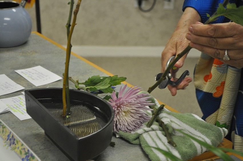 Shannon Gault snips a chrysanthemum. Flowers should not be at competing heights.