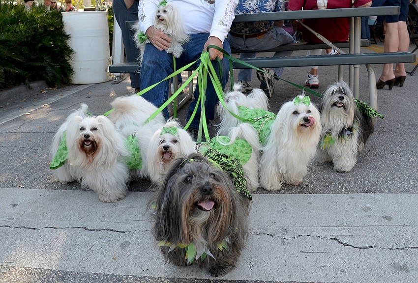 The Maltese Biker dogs were dressed for the occasion