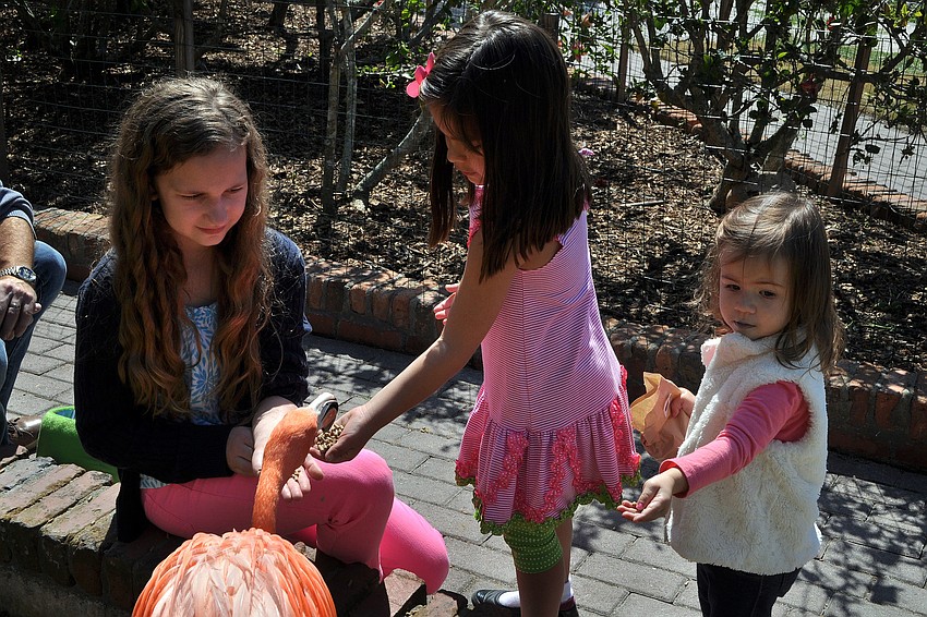 Charlotte Jaqua, 11, Camillle Kesling, 5, and Abigail DeSantis, 2, have fun feeding the flamingos at Jungle Gardens.