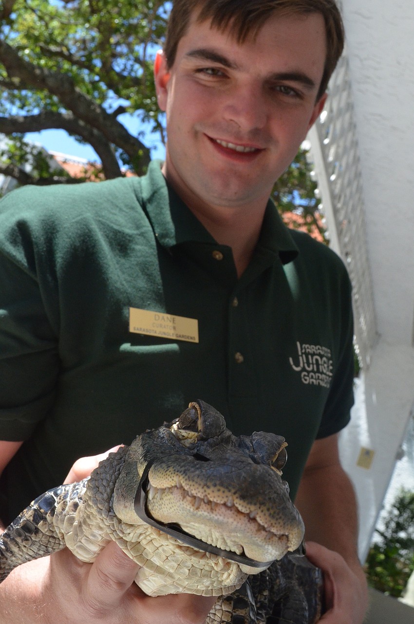 Curator of Sarasota Jungle Gardens Dane Gottsch shows four â€“ year old American alligator Peter Pan to Southside Elementary students.