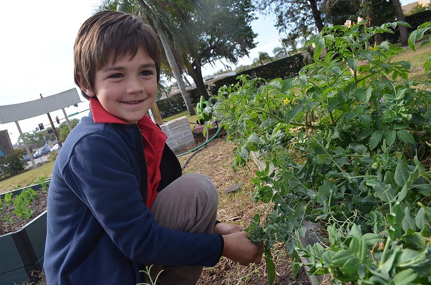 Rocco Rell, 6, gets ready to pick some peas to munch on.