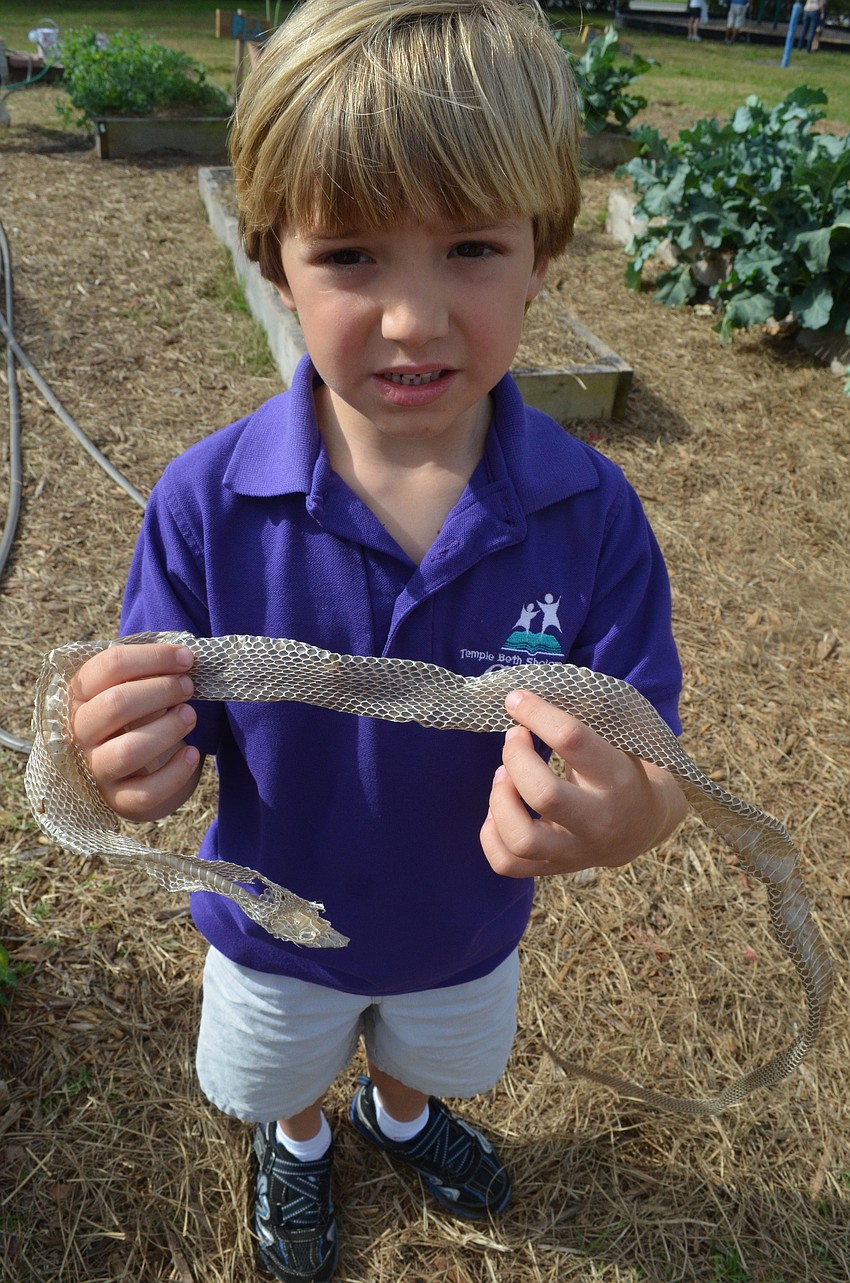 Sebastian Gammicchia, 5, asks questions about a skin a snake shed.