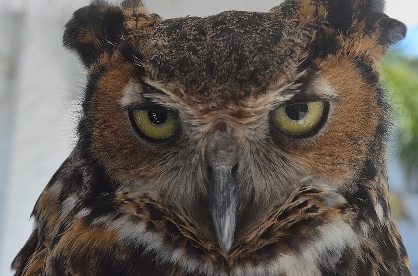 Sarasota Jungle Gardens showed Francis the Great Horned Owl to children.