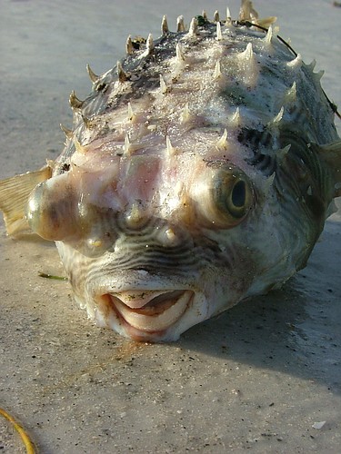 Red tide kills many types of aquatic life, like this puffer fish that washed up on Anna Maria Island during the red tide outbreak of 2005. Wikimedia Commons photo.