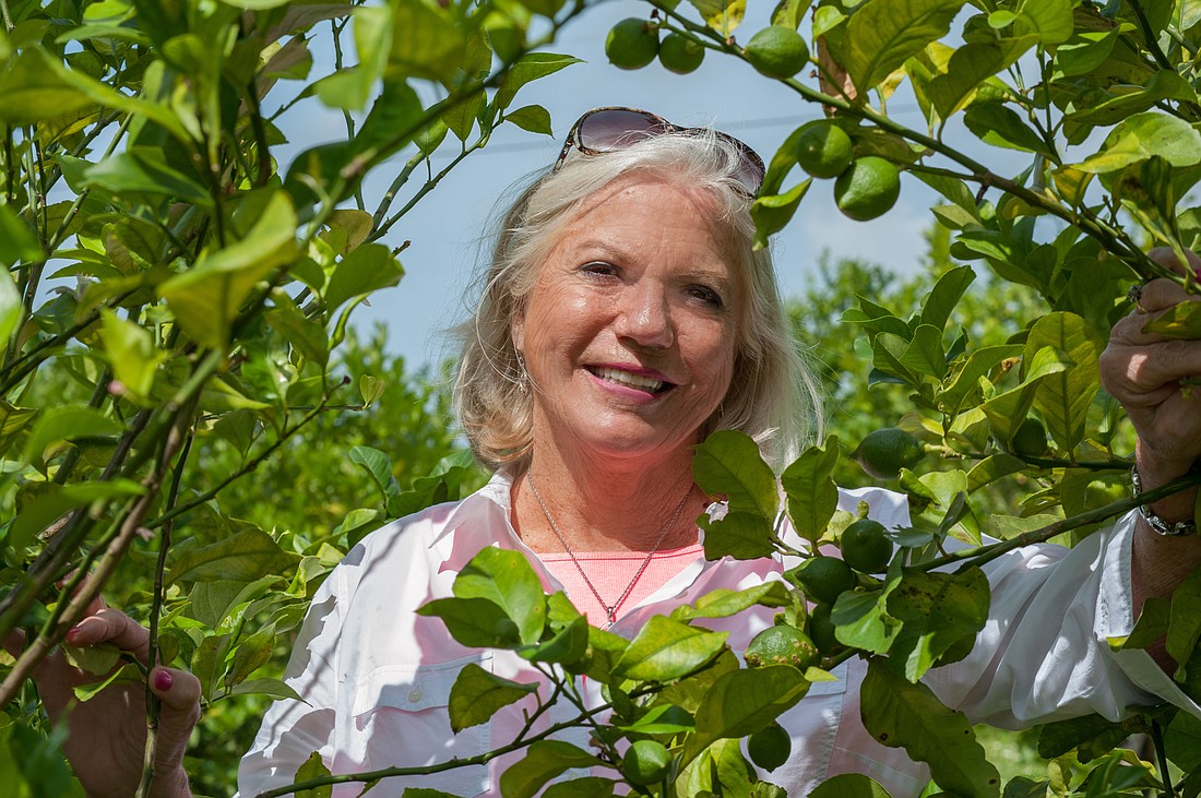 Lori Sax. Janet Mixon, of Mixon Fruit Farms in Bradenton, added another five acres of lemon trees about four or five years ago.