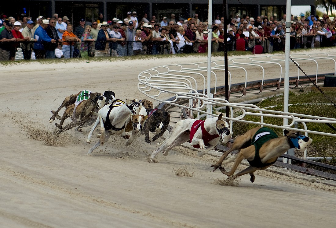File. Greyhounds race at the Sarasota Kennel Club in 2010.