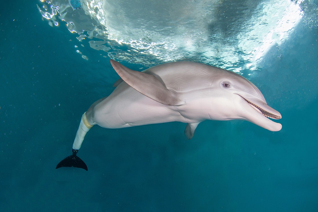 Winter the Dolphin is famous for her artificial tail and her starring role in the "Dolphin Tale" films. Photo courtesy of Clearwater Marine Aquarium.