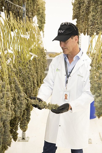  MarkWemple. AltMed Director of Corporate Affairs Todd Beckwith at the company&#39;s Apollo Beach cultivation facility in February.