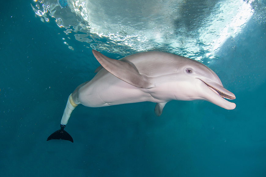Courtesy. Clearwater Marine Aquarium visitors now have additional areas from which to view Winter and the other rescued bottlenose dolphins at the tourist attraction.