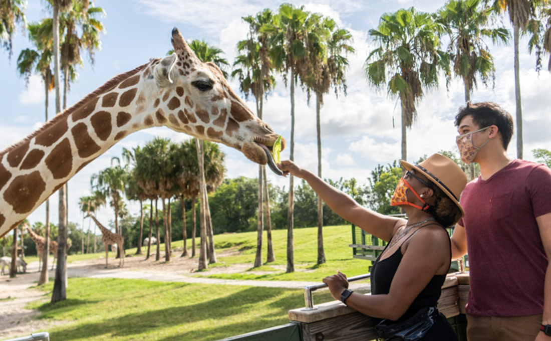 Courtesy. Busch Gardens Tampa reopened on June 11.