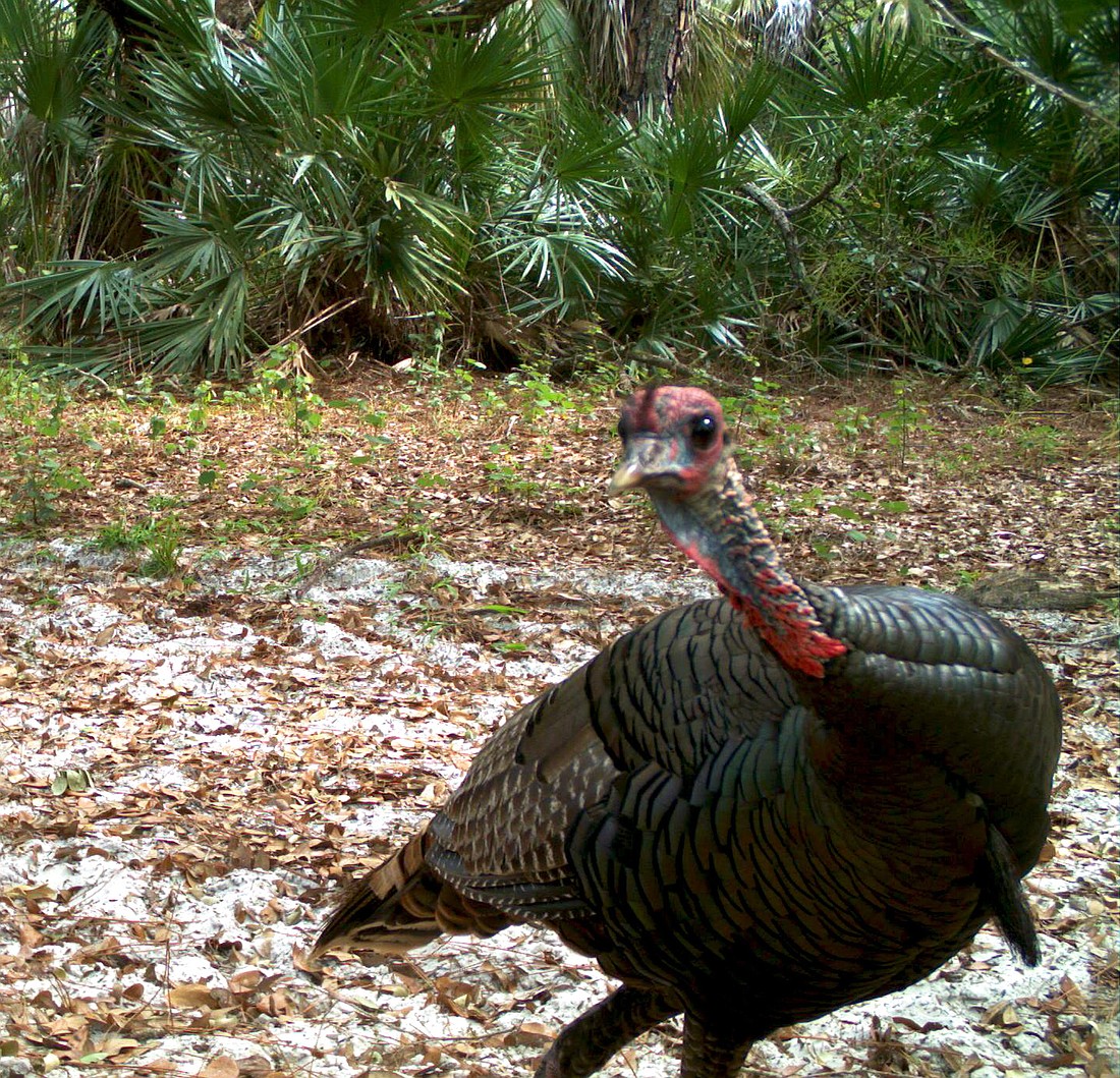Courtesy. A turkey on the grounds of Bob Janes Preserve in Lee County, near where the county recently acquired some land.