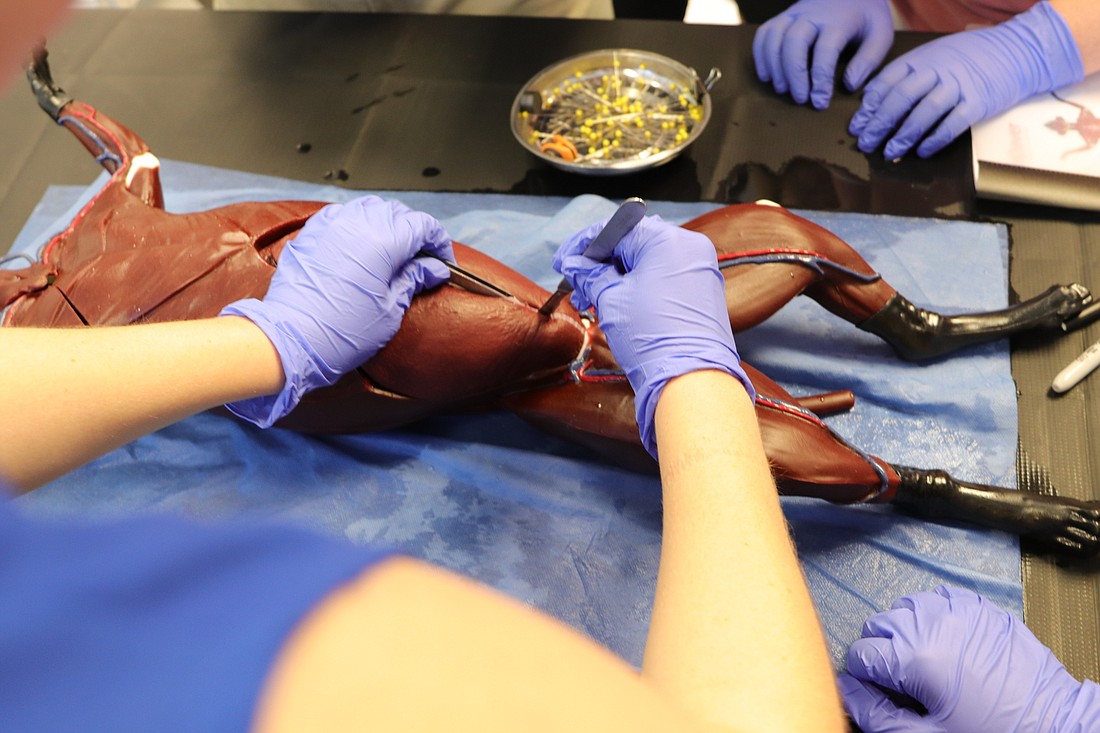 HANDOUT: Tampa biotech company SynDaver develops synthetic feline for veterinary students to practice