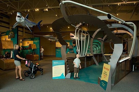 "Megalodon: The Largest Shark That Ever Lived" opens May 24 at the Museum of Science & History along the Southbank.